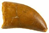 Serrated Raptor Tooth - Real Dinosaur Tooth #332498-1